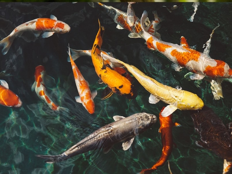 मछलियां: वास्तु शास्त्र के अनुसार, मछलियों को शुभ माना गया है. इसलिए घर में मछलियों को पालना अच्छा कहा जाता है. अगर कोई अपने घर में मछलियां पालता है तो इससे उसके घर में खुशियां आती हैं. सुख-शांति हमेशा बनी रहती है. मछलियों को धन का प्रतीक भी कहा जाता है.  (Image- Canva)