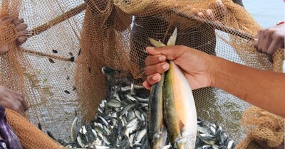 India's Top 6 Healthy Fish: Boost Your Health