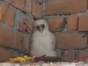 छत्‍तीसगढ़ के बेमेतरा में सफेद पक्षी को लोग गरूण मानकर पूजा कर रहे हैं.  