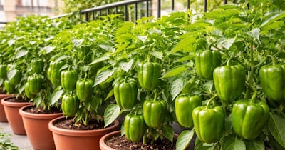 शिमला मिर्च उगाने के तरीके