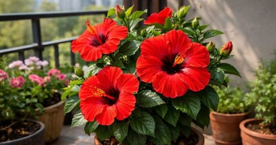 गुड़हल में फूल कैसे लाएं