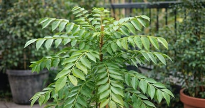 करी पत्ता उगाने के टिप्स