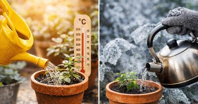 पौधों में पानी कब डालें