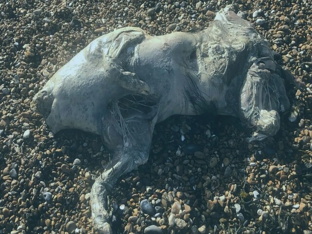 समुद्र की गहराइयों से निकला 'दानव', देखते ही उड़े लोगों के होश!