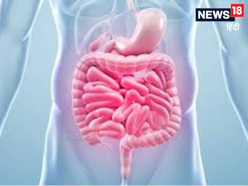 बता दें कि इस स्टडी में रेगुलेटरी T सेल्स (Tregs) की भूमिका पर जोर दिया गया है. ये इम्यून सेल्स का एक ग्रुप है जो ज्यादा सूजन को कम करता है और हड्डी के टिशू की रक्षा करता है. ये सेल्स कुछ हद तक गट में विकसित होते हैं और गट बैक्टीरिया से प्रभावित होते हैं. बता दें कि इस स्टडी में रेगुलेटरी T सेल्स (Tregs) की भूमिका पर जोर दिया गया है. ये इम्यून सेल्स का एक ग्रुप है जो ज्यादा सूजन को कम करता है और हड्डी के टिशू की रक्षा करता है. ये सेल्स कुछ हद तक गट में विकसित होते हैं और गट बैक्टीरिया से प्रभावित होते हैं.