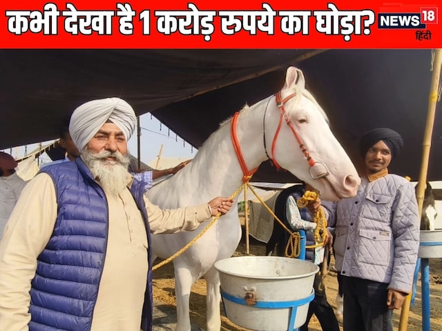 हरियाणा में ₹1 करोड़ का घोड़ा, सिर से पैर तक सफेद, देखभाल के लिए रखे तीन सेवादार