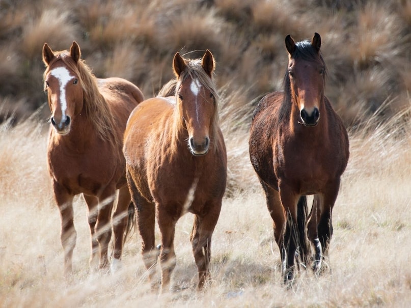 घोड़ा: घोड़ पालना भी बहुश शुभ माना जाता है. घोड़े सिर्फ पालतू जानवर ही नहीं, स्ट्रेस रिलीवर भी होते हैं. आज पूरी दुनिया में हॉर्स थेरेपी काफी फेमस है, जो इंसानों को तनाव और अवसाद से निजात दिलाती है. इसके लिए घोड़ों को खुश रखना भी बेहद जरूरी है, इसलिए इन्हें 2 से 3 घंटे खुले वातावरण में छोड़ देना चाहिए.  (Image- Canva)