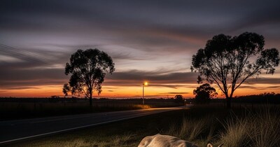 रास्ते में मृत गाय का दिखना