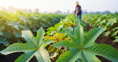 Castor Leaves: Soil's Gold, Pest's Foe, Plant's Friend