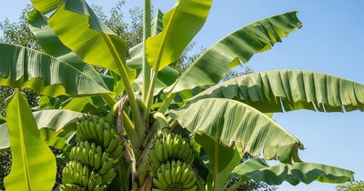 केले का पौधा वास्तु अनुसार