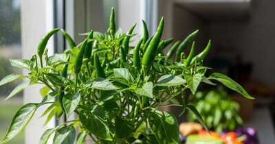 किचन गार्डन में मिर्च की खेती