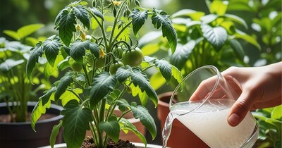 पौधों की ग्रोथ के घरेलू उपाय