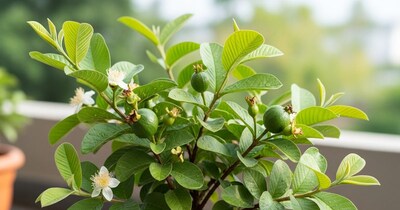 अमरूद को घर पर उगाने के लिए सही मिट्टी तैयार करना बहुत जरूरी है.