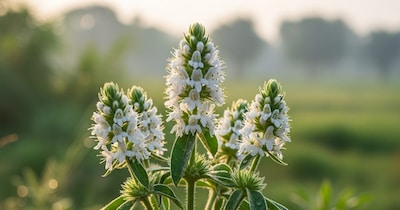 Gumba Plant: Not Love Sickness, Cures Insomnia & Boosts Appetite