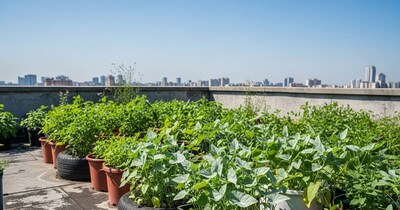 Grow Fresh Winter Greens at Home: Easy Rooftop Gardening Guide for Saag