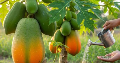 पपीते का पौधा कैसे लगाएं