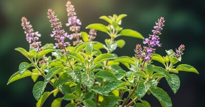 तुलसी जड़ से धन लाभ