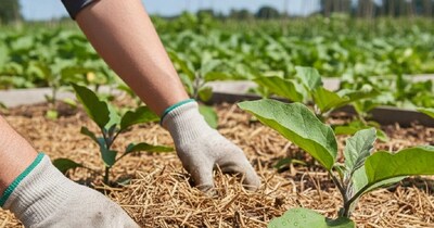 खेती के टिप्स 