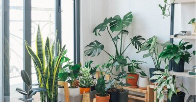 Indoor Plants