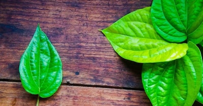 Betel Leaf Benefits 