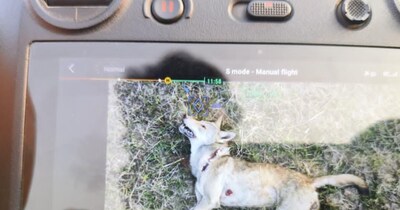 बहराइच में वन विभाग ने मार गिराया एक और भेड़िया.