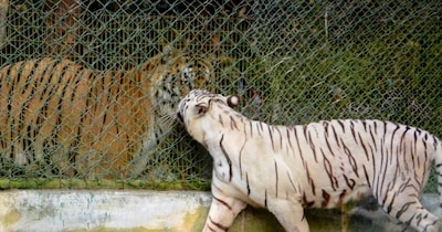 कानपुर के चिड़ियाघर में दिखा बाड़े के आर-पार प्यार.