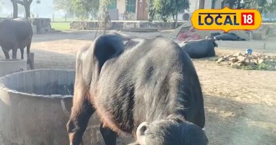 सर्दी में दूध कम क्यों हो रहा है? विशेषज्ञ ने बताए आसान समाधान