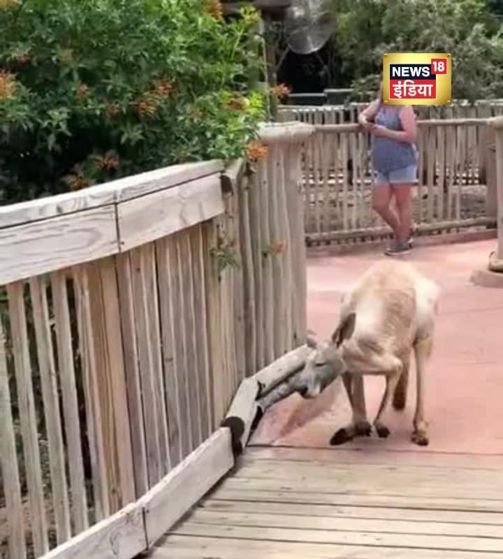 Viral Video: बूढ़ा कंगारू का ऐसा रूप पहले कभी नहीं देखा होगावीडियो देख चौंक जाएंगे