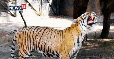 Gujarat Reclaims Tiger Status After 33 Years; NTCA Adds State to 2026 Census