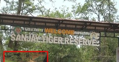 Sanjay Tiger Reserve: Record Bookings for New Year, Tourists Up 50%