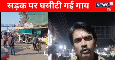 Katni Shocker: Dead Cow Dragged by Neck on Road, Video Goes Viral, Sparks Outrage