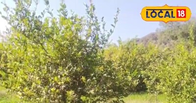 नींबू के पौधे की देखभाल के टिप्स