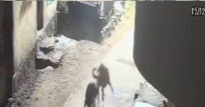 Dog Fights Off Leopard in Pune, Viral CCTV Shows Brave Encounter