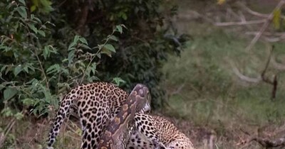 Leopard vs. Giant Python: Viral Video Shows Brutal Jungle Battle for Survival