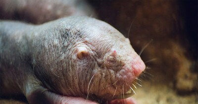 'Immortal' Animals: Scientists Unravel Secrets of Centuries-Long Life