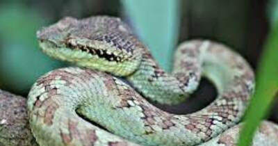 मालाबार पिट वाइपर देखने में जितना सुंदर है, उतना ही खतरनाक भी. (फोटो wikimedia commons)