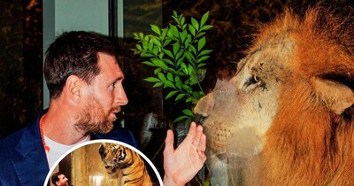 अर्जेंटीना के स्टार फुटबॉलर लियोनल मेसी भारत दौरे के दौरान वनतारा में बब्बर शेर से मिले 