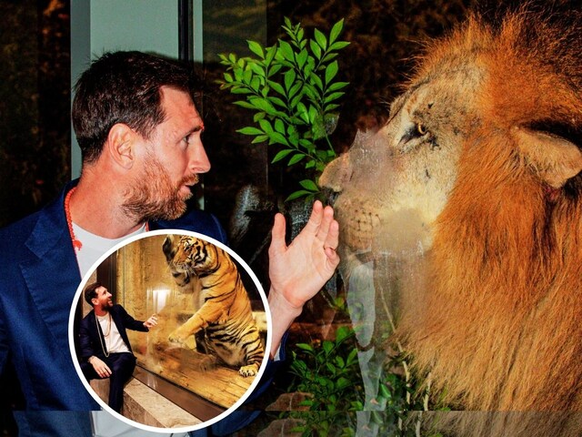 जब टाइगर से मिला GOAT, बब्बर शेर भी मुंह ताकता रह गया, देखिए तस्वीरें