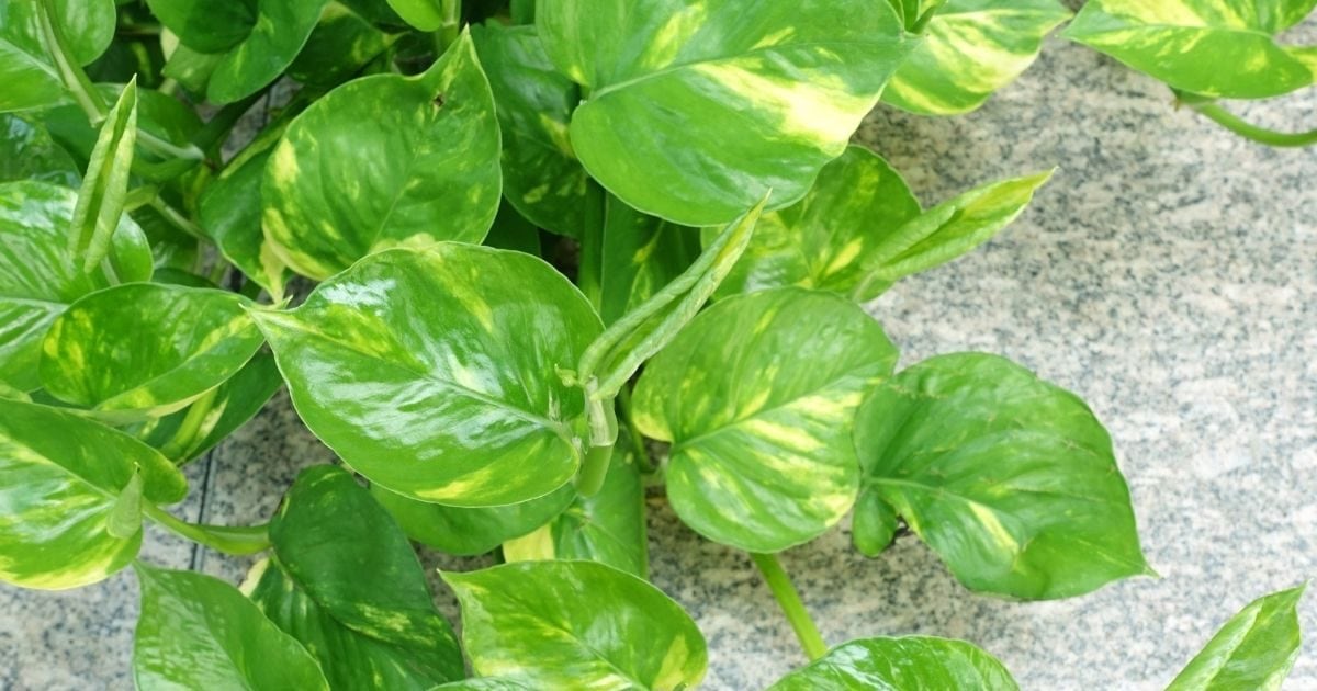 घर में मनी प्लांट है फिर भी काम नहीं बन रहे? जानें दिशा और देखभाल से जुड़ी बड़ी भूलें, जो अक्सर लोग करते हैं घर में मनी प्लांट है फिर भी काम नहीं बन रहे? जानें दिशा और देखभाल से जुड़ी बड़ी भूलें, जो अक्सर लोग करते हैं