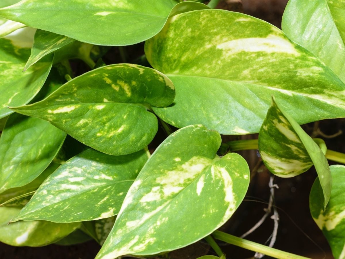 Money plant Money plant