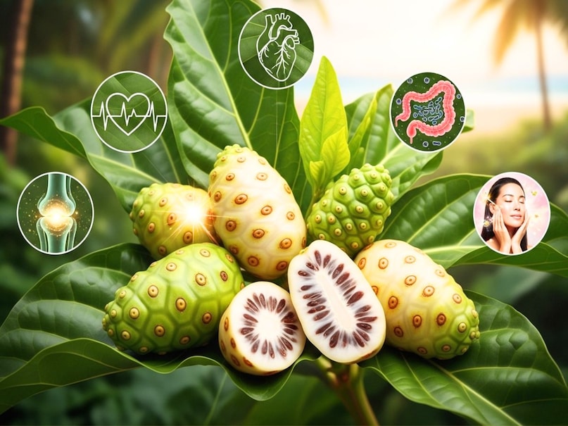 वेबएमडी की रिपोर्ट के मुताबिक, नोनी का फल डायबिटीज के लिए भी काफी असरदार माना जाता है. दरअसल, नोनी फल में कई ऐसे खास तत्व पाए जाते हैं, जो शरीर में जाकर रक्त शर्करा के बढ़े हुए स्तर को कम करने में मदद करने लगते हैं. बता दें कि, ब्लड शुगर का स्तर गिराने के लिए आप नोनी पेड़ के पत्तों का भी सेवन कर सकते हैं. (Image- AI) वेबएमडी की रिपोर्ट के मुताबिक, नोनी का फल डायबिटीज के लिए भी काफी असरदार माना जाता है. दरअसल, नोनी फल में कई ऐसे खास तत्व पाए जाते हैं, जो शरीर में जाकर रक्त शर्करा के बढ़े हुए स्तर को कम करने में मदद करने लगते हैं. बता दें कि, ब्लड शुगर का स्तर गिराने के लिए आप नोनी पेड़ के पत्तों का भी सेवन कर सकते हैं. (Image- AI)