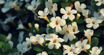 Brahmi not only benefits the hair but also the body, know the benefits of consuming it.