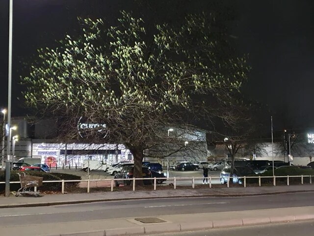 यहां उगा है तोतों का पेड़! पत्तियों की जगह भरे पड़े हैं हरे-हरे तोते