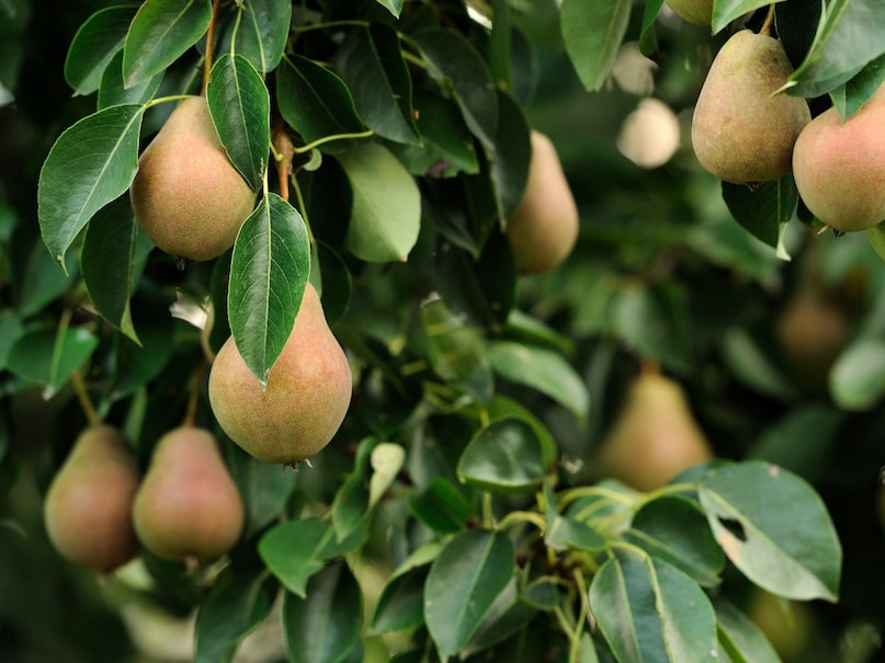 ডায়াবেটিসের জন্য সেরা ফল, ডায়াবেটিস, পেয়ারা, আপেল, আঙ্গুর, নাশপাতি, বেরি, ডায়াবেটিস, ডায়াবেটিস নিয়ন্ত্রণের জন্য সেরা ফল, প্রাকৃতিকভাবে ব্লাড সুগার কমায় এমন ফল, ডায়াবেটিস বান্ধব ফলের তালিকা, ডায়াবেটিস হলে কোন ফল খেতে হবে, রক্তে শর্করা নিয়ন্ত্রণকারী ফল, ডায়াবেটিস রোগীদের কী খাওয়া উচিত এবং ডায়াবেটিস রোগীদের কী খাওয়া উচিত নয়