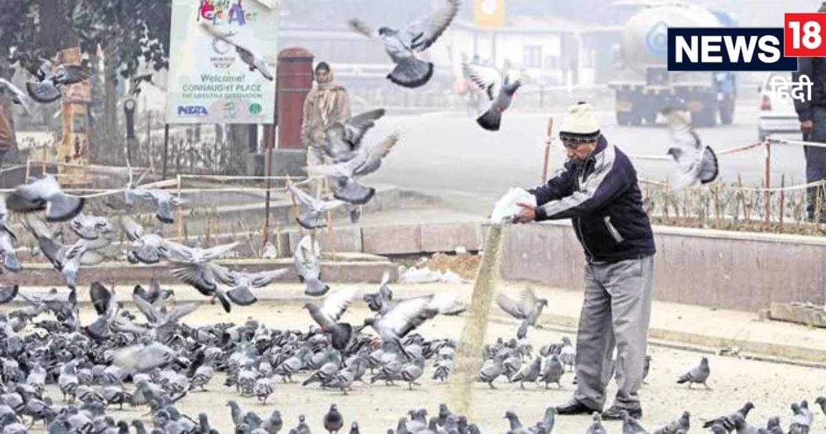 कबूतर को दाना डालने पर पहली बार सजा, कोर्ट ने 52 साल के व्यक्ति पर लगाया...