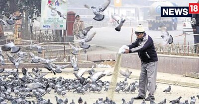 कबूतरों को फीड कराने के मामले में पहली बार कोर्ट ने क‍िसी को सजा दी है. बॉम्‍बे में पहली बार एक व्‍यवसाई पर जुर्माना लगाया गया है. 