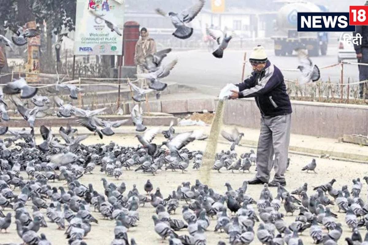 कबूतर को दाना डालने पर पहली बार सजा कोर्ट ने 52 साल के व्यक्ति पर लगाया