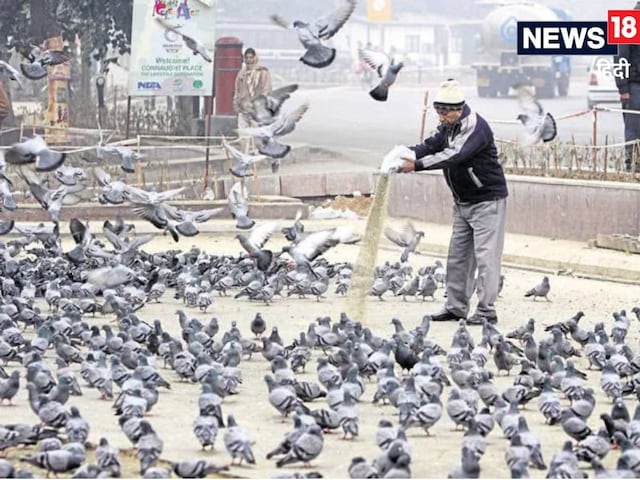 कबूतर को दाना डालने पर पहली बार सजा, कोर्ट ने 52 साल के व्यक्ति पर लगाया...