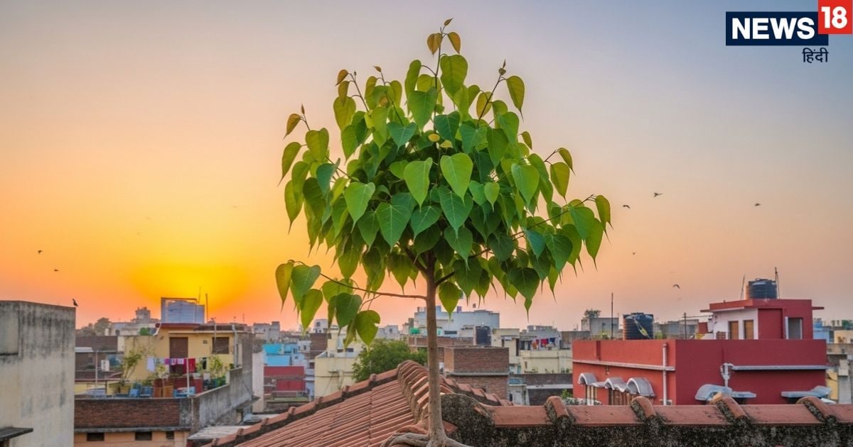 नया साल आने से पहले घर से हटा लें पीपल का पेड़, जानें वास्तु अनुसार विधि लेकिन बस इन 2 दिन रहें दूर