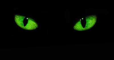 जंगल में वैज्ञानिकों को ऐसा जीव दिखा जो सालों पहले गायब हो चुका था. (प्रतीकात्मक फोटो: Canva)